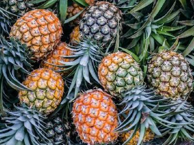 菠萝立大功！忠告：慢阻肺患者常吃菠萝，或有这5大好处