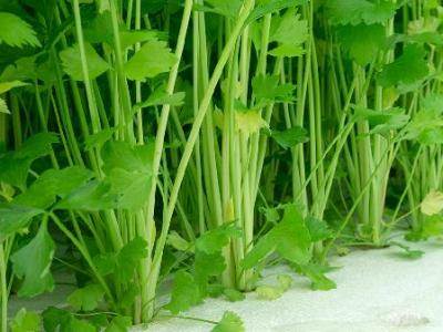每天喝一杯芹菜汁，为何血压还是没降下来？芹菜降血压是骗局吗？