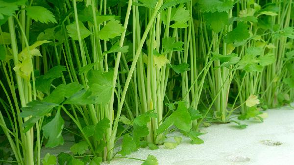 什么时间喝芹菜汁减肥
