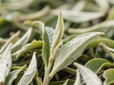 上了年纪的人，反而不能喝茶养生？提醒：这3种茶真的别喝了