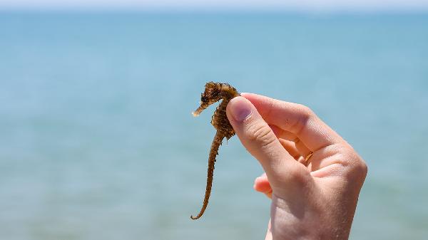 肾阳虚如何调理食疗