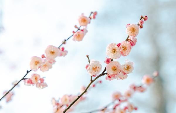 干桃花泡水喝的功效是什么-易网健康<a href=/jkys/ target=_blank class=infotextkey>养生</a>网 干桃花泡水喝的功效是什么