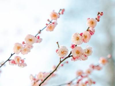 干桃花泡水喝的功效是什么