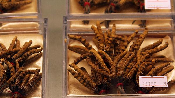 吃冬虫夏草的禁忌是什么